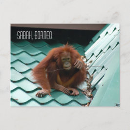 Orangutan in Borneo Regenwald Dschungelfotografie Postkarte
