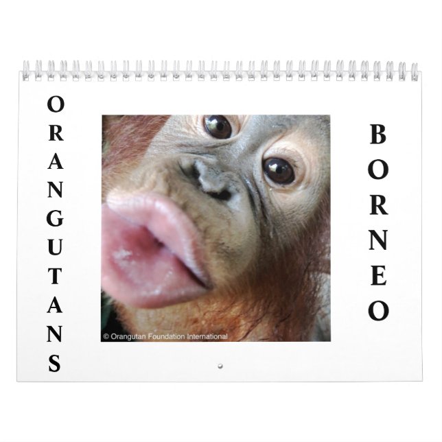 Orangutan Kalender (Titelbild)
