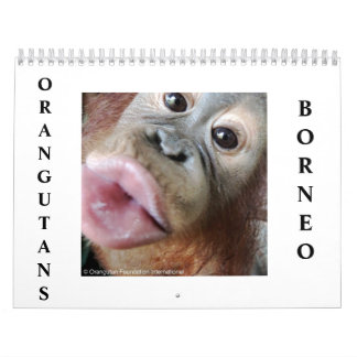 Orangutan Kalender