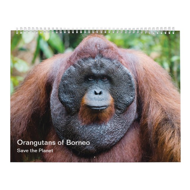 Orangutan Kalender (Titelbild)