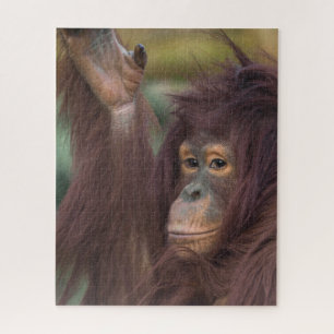 Orangutan Kayan