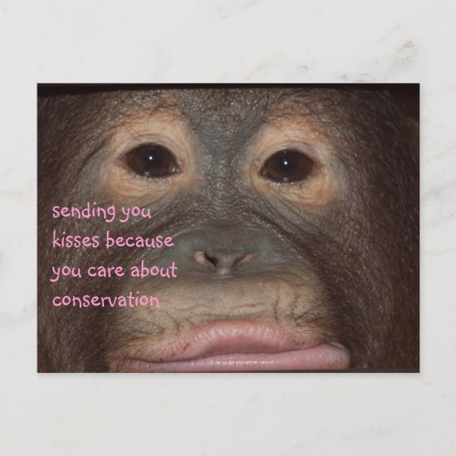 Orangutan Kisses für die Erhaltung Postkarte (Vorderseite)