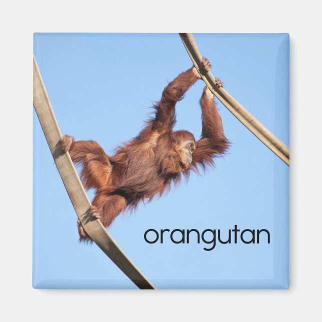 Orangutan Kühlschrank Magnet (Vorne)