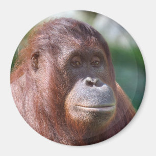 Orangutan Lady Magnet