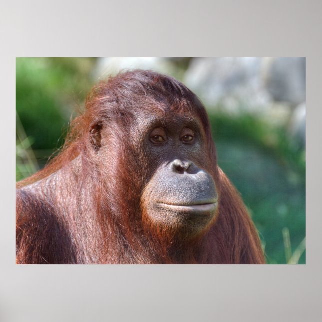 Orangutan Lady Poster (Vorne)