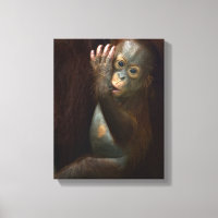 Orangutan