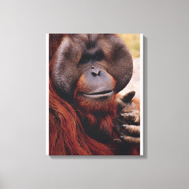 Orangutan Leinwanddruck (Vorderseite)