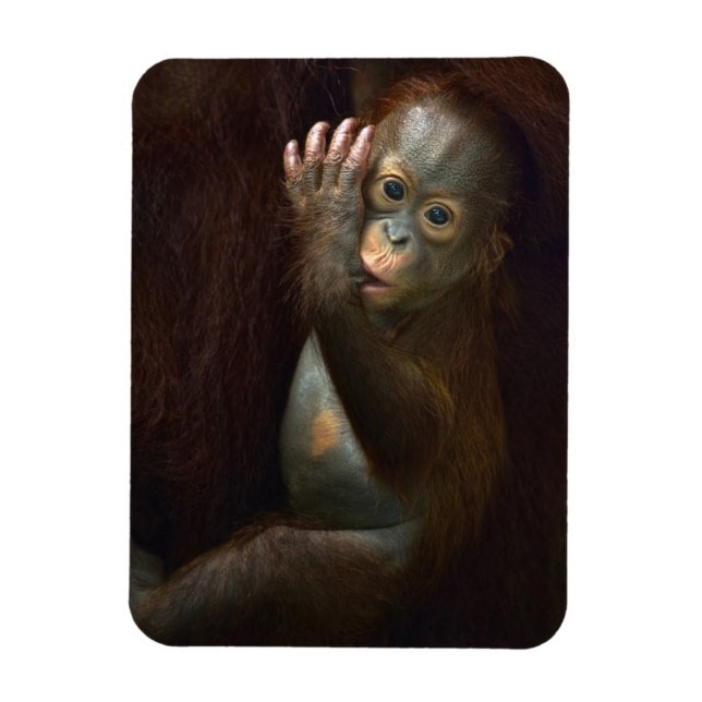 Orangutan Magnet (Vertikal)