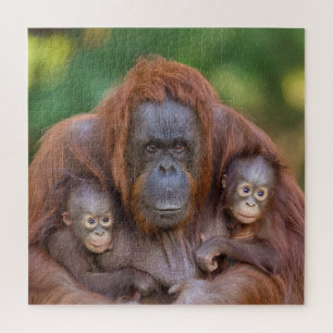 Orangutan Mama beobachtet zwei Babys