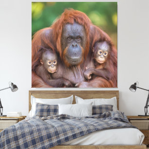 Orangutan Mama beobachtet zwei Babys Leinwanddruck