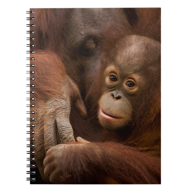 Orangutan Mother and Baby at the Zoo Notizblock (Vorderseite)