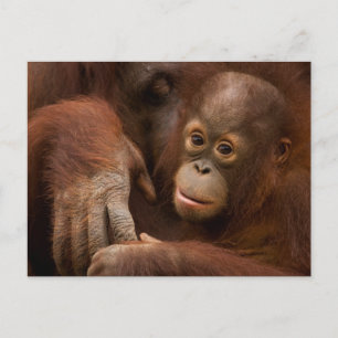 Orangutan Mother and Baby at the Zoo Postkarte