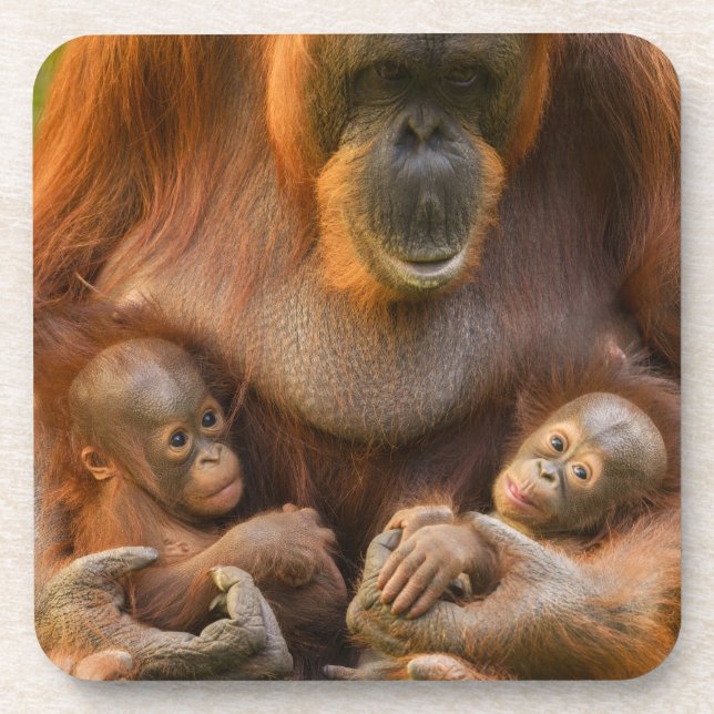 Orangutan Mutter, die zwei Säuglinge hält Getränkeuntersetzer (Vorderseite)