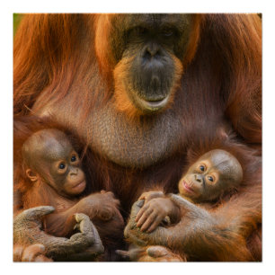 Orangutan Mutter, die zwei Säuglinge hält Poster