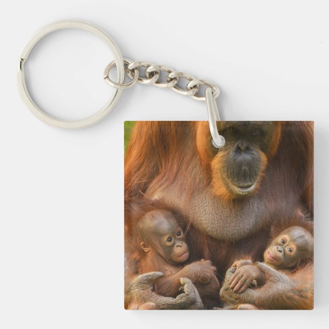 Orangutan Mutter, die zwei Säuglinge hält Schlüsselanhänger (Vorderseite)