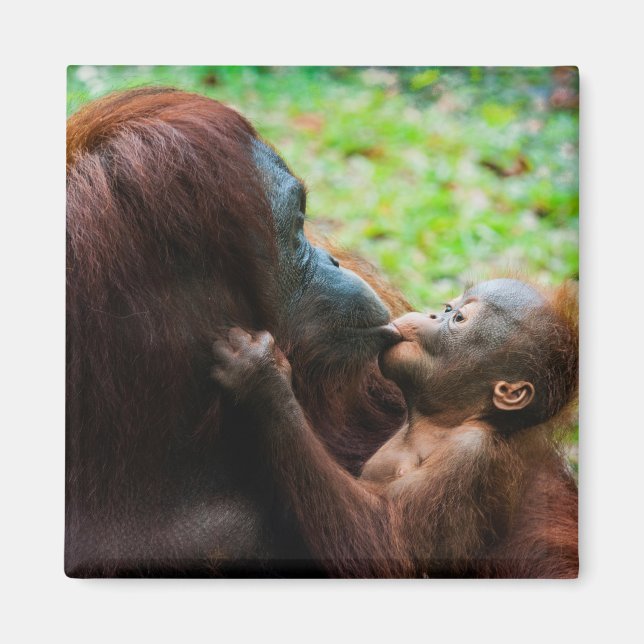 Orangutan Mutter mit Baby Magnet (Vorne)