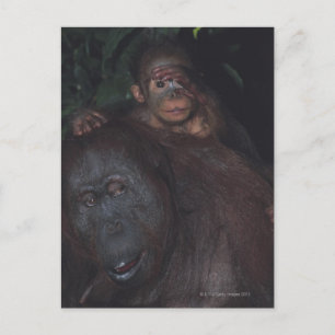 Orangutan Mutter mit Baby Postkarte