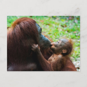 Orangutan Mutter mit Baby Postkarte