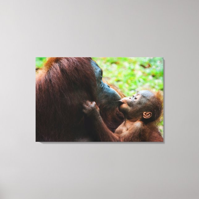 Orangutan Mutter und Kind Leinwanddruck (Vorderseite)