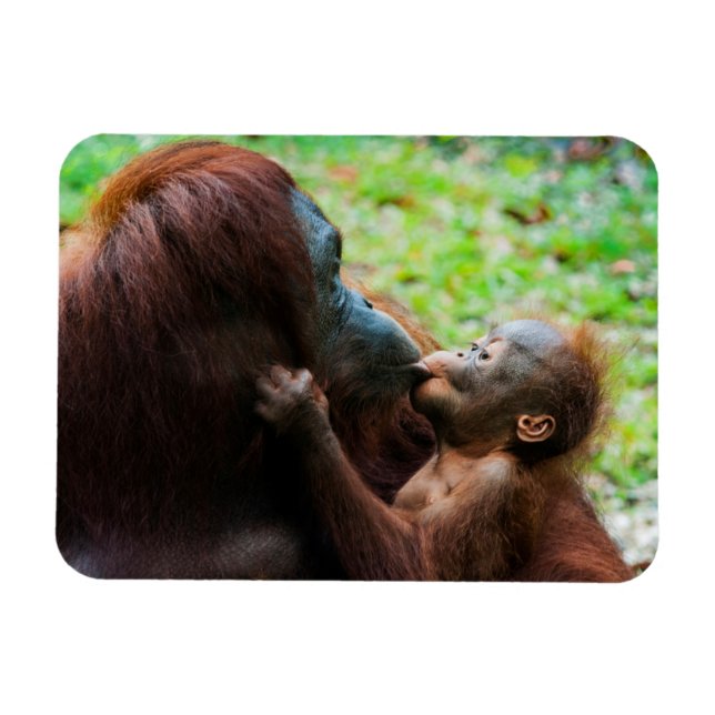 Orangutan Mutter und Kind Magnet (Horizontal)
