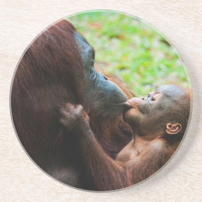 Orangutan Mutter und Kind Sandstein Untersetzer (Vorne)