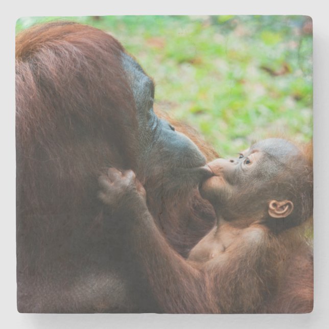Orangutan Mutter und Kind Steinuntersetzer (Vorderseite)