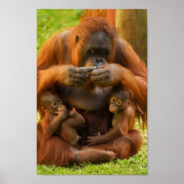 Orangutan Mutter und Säuglinge Poster (Vorne)