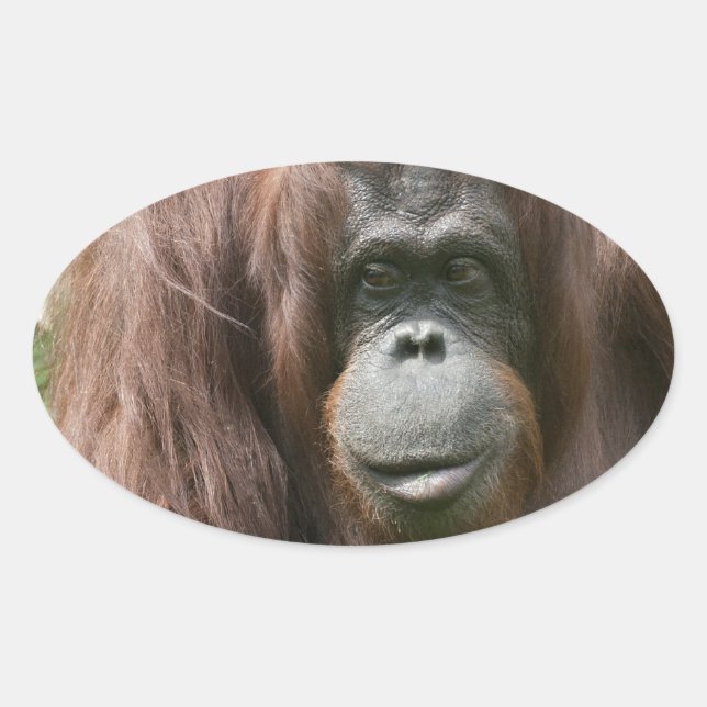 Orangutan Ovaler Aufkleber (Vorderseite)