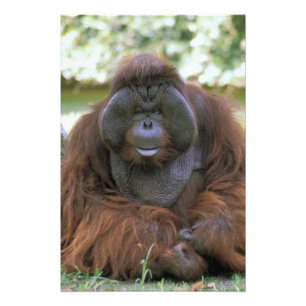 Orangutan Pongo Pygmaeus Fotodruck