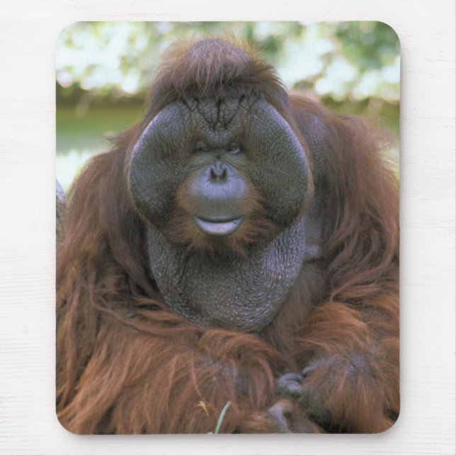 Orangutan Pongo Pygmaeus Mousepad (Vorne)