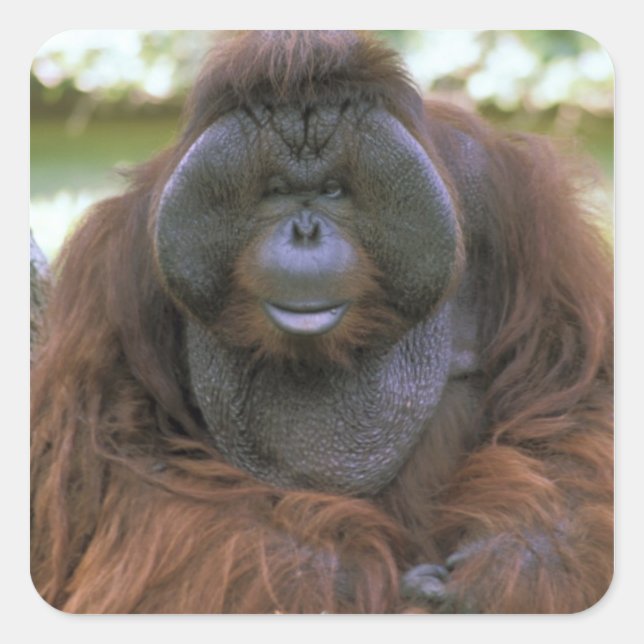 Orangutan Pongo Pygmaeus Quadratischer Aufkleber (Vorderseite)