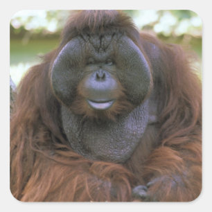 Orangutan Pongo Pygmaeus Quadratischer Aufkleber