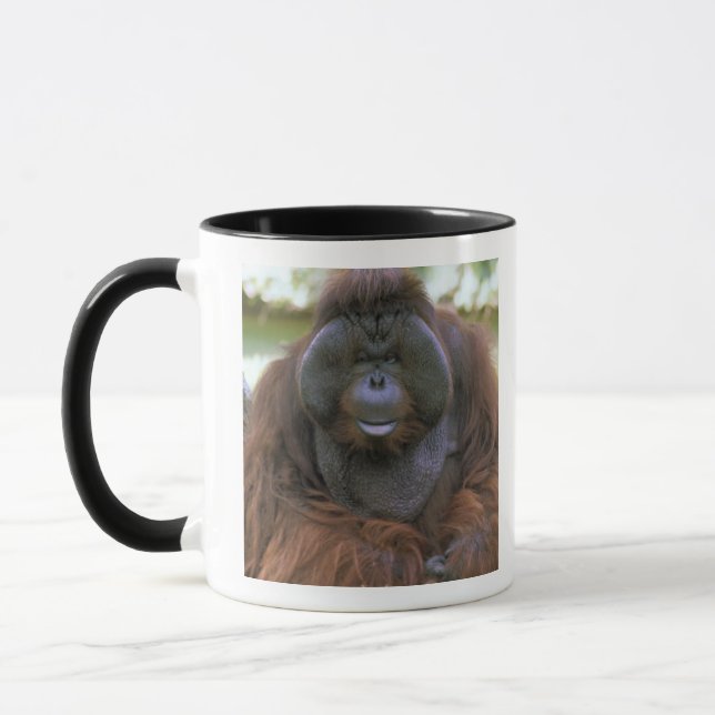 Orangutan Pongo Pygmaeus Tasse (Links)