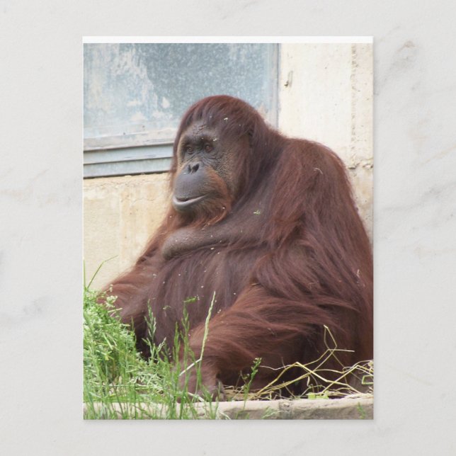 Orangutan Portrait Postkarte (Vorderseite)