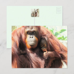 Orangutan Postcard Feiertagspostkarte