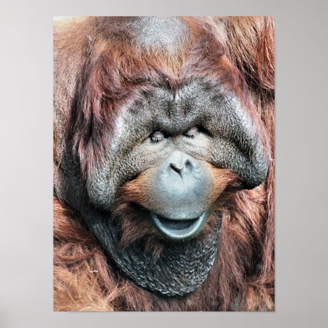 ORANGUTAN POSTER (Vorne)