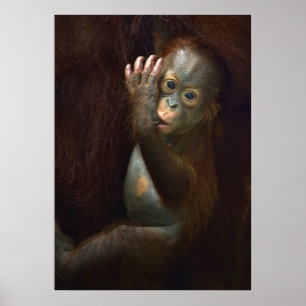 Orangutan Poster