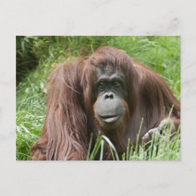 Orangutan Postkarte (Vorderseite)