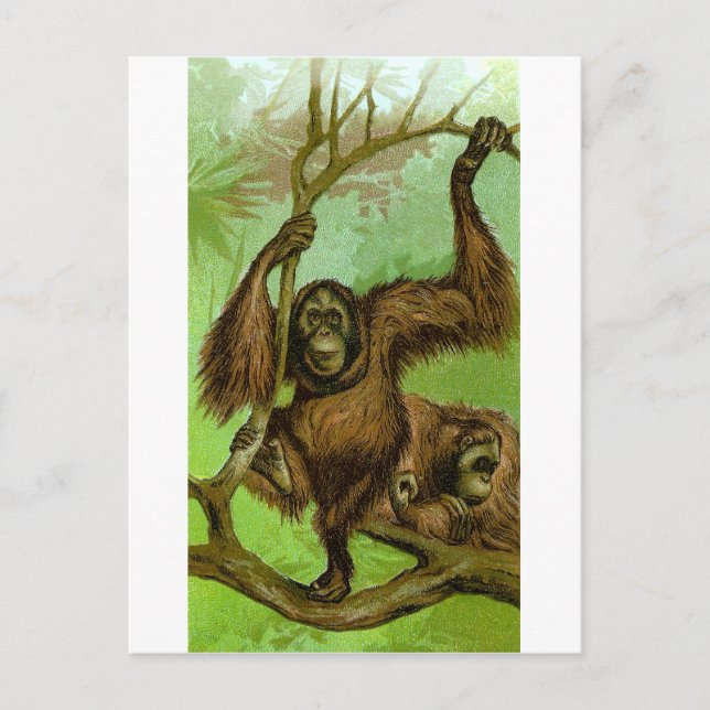 Orangutan Postkarte (Vorderseite)