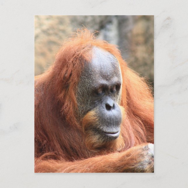 Orangutan Postkarte (Vorderseite)