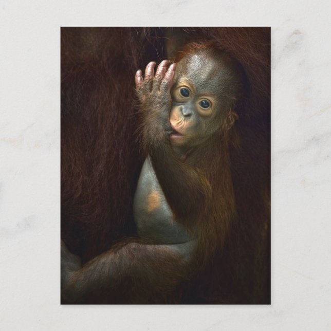Orangutan Postkarte (Vorderseite)