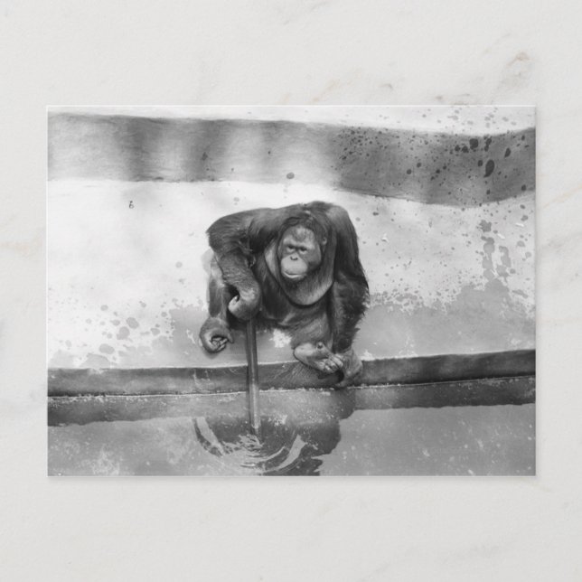 Orangutan Postkarte (Vorderseite)