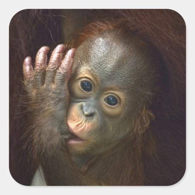 Orangutan Quadratischer Aufkleber (Vorderseite)
