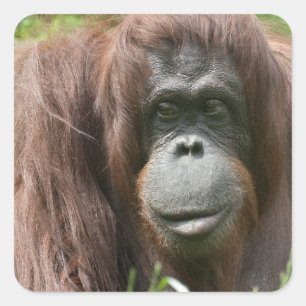 Orangutan Quadratischer Aufkleber