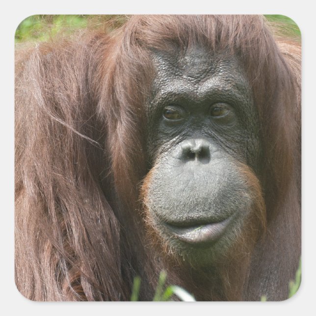 Orangutan Quadratischer Aufkleber (Vorderseite)