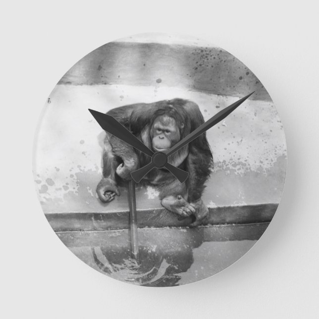 Orangutan Runde Wanduhr (Vorderseite)