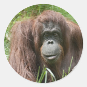 Orangutan Runder Aufkleber