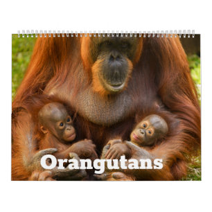 Orangutan Schätze: Ein Jahr der sanften Giganten Kalender