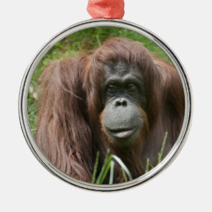Orangutan Silbernes Ornament