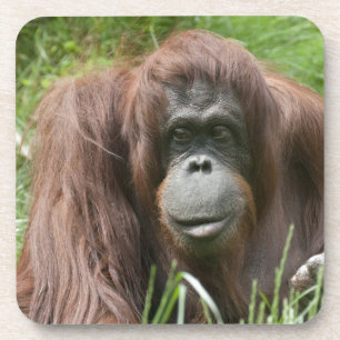 Orangutan Untersetzer
